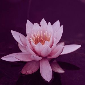 Meet your Posher, Jema